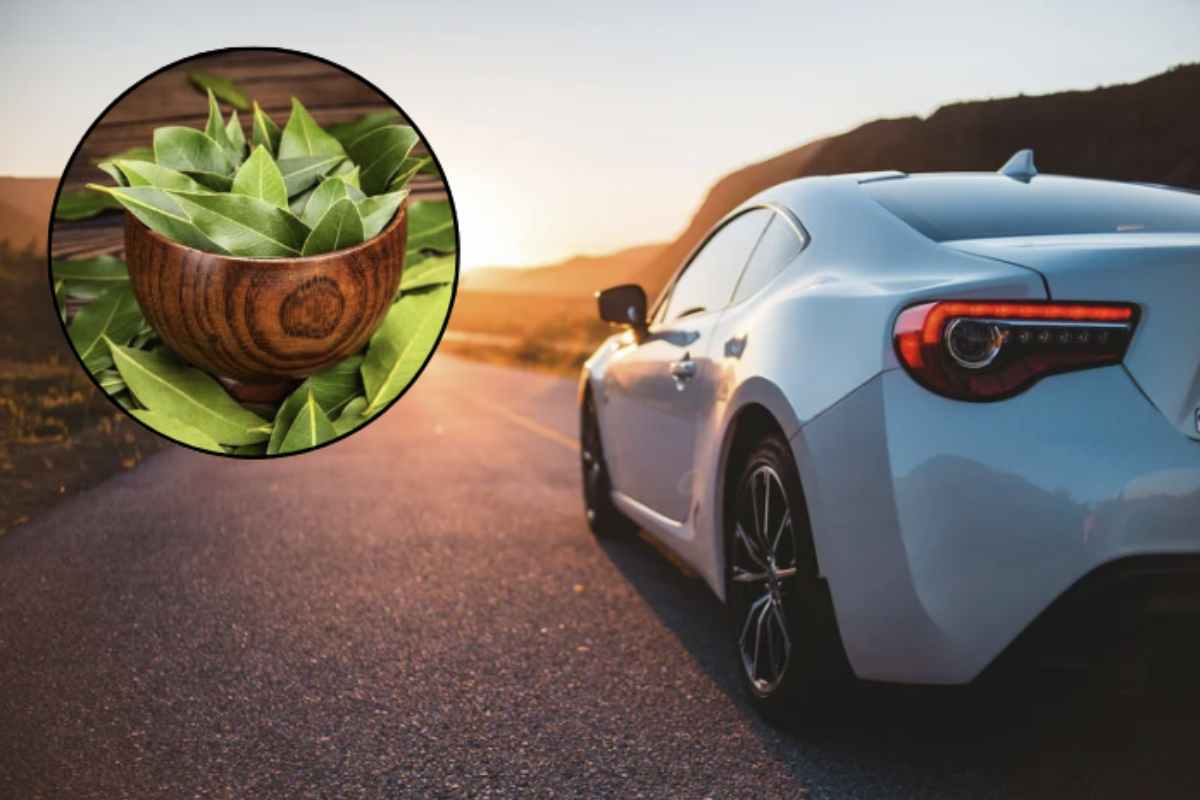 Mettere una foglia di alloro in auto è una pratica che, seppur poco diffusa, sta crescendo in popolarità grazie ai suoi molteplici