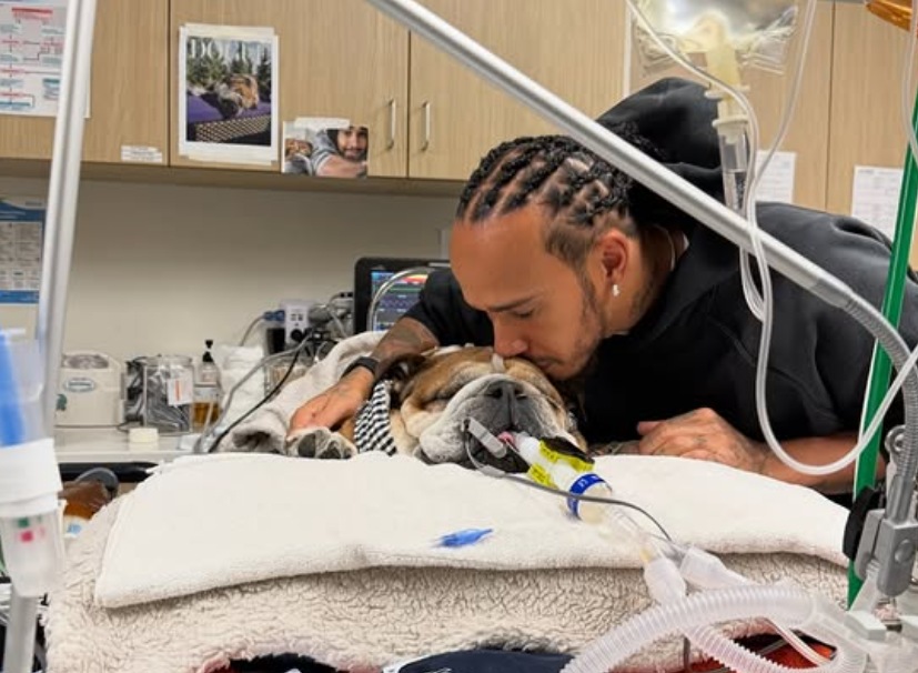 Las condiciones de Roscoe: Lewis Hamilton actualiza a los fans sobre su amado perro