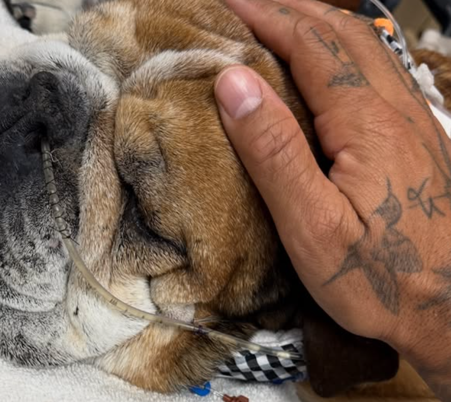 Las condiciones de Roscoe: Lewis Hamilton actualiza a los fans sobre su amado perro