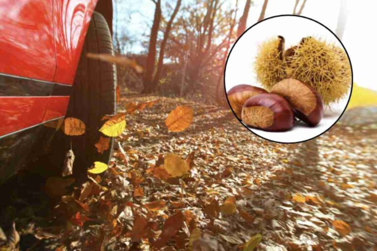 Con l’arrivo dell’autunno, la tradizione della raccolta delle castagne si rinnova anche nelle aree limitrofe a Milano, offrendo un’occasione perfetta