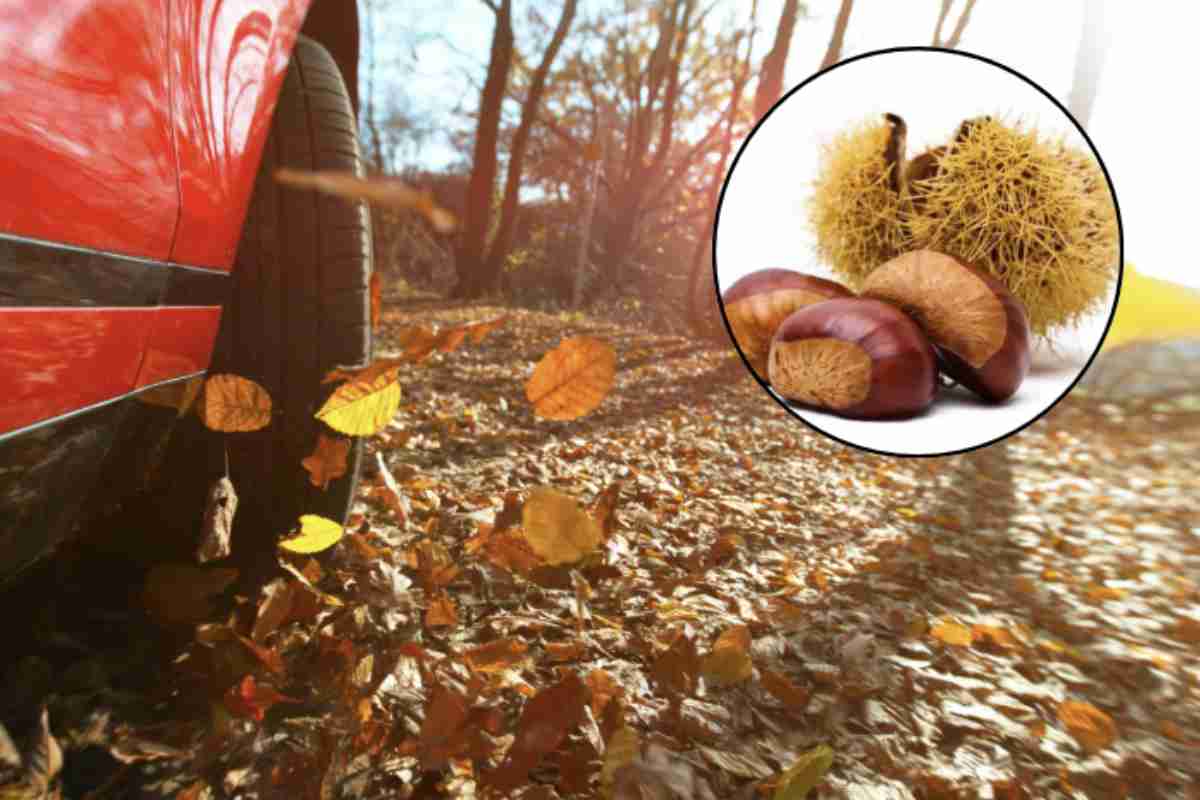 Con l’arrivo dell’autunno, la tradizione della raccolta delle castagne si rinnova anche nelle aree limitrofe a Milano, offrendo un’occasione perfetta