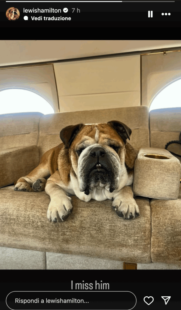 Lewis Hamilton remembers his beloved Roscoe with an Instagram story: “I miss him…”